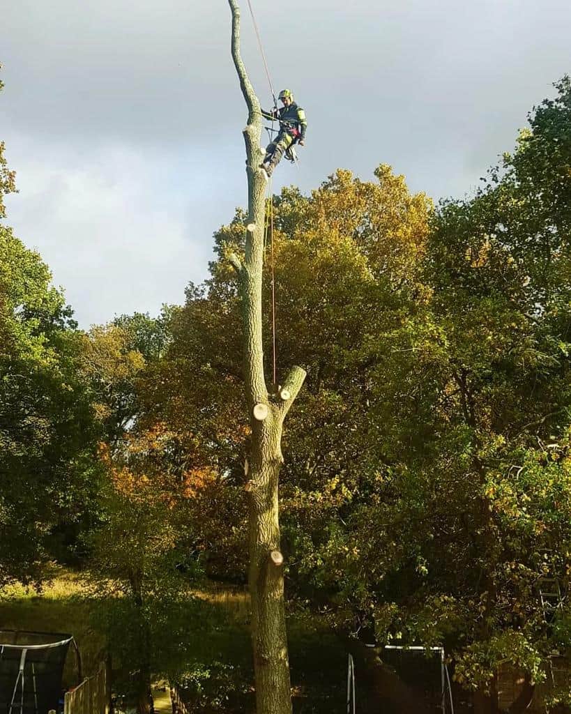 This is a photo of an operative from LM Tree Surgery Haslemere felling a tree. He is at the top of the tree with climbing gear attached about to remove the top section of the tree.