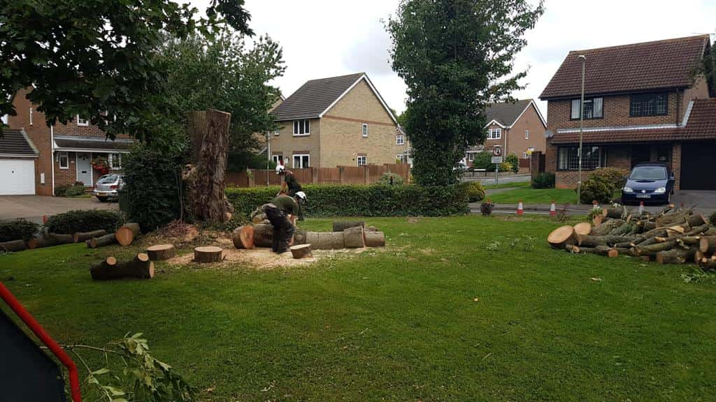 This is a photo of a tree that has been cut into sections on a communal area, and is now being removed from site. Works undertaken by LM Tree Surgery Haslemere