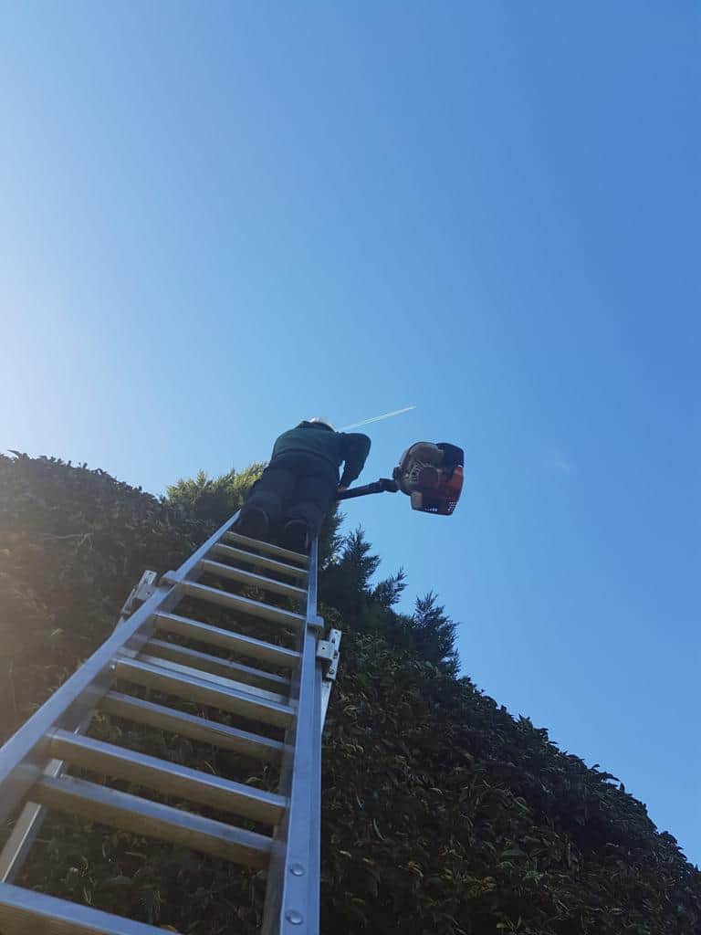 This is a photo of an operative from LM Tree Surgery Haslemere up a ladder rested on a hedge with a petrol strimmer.