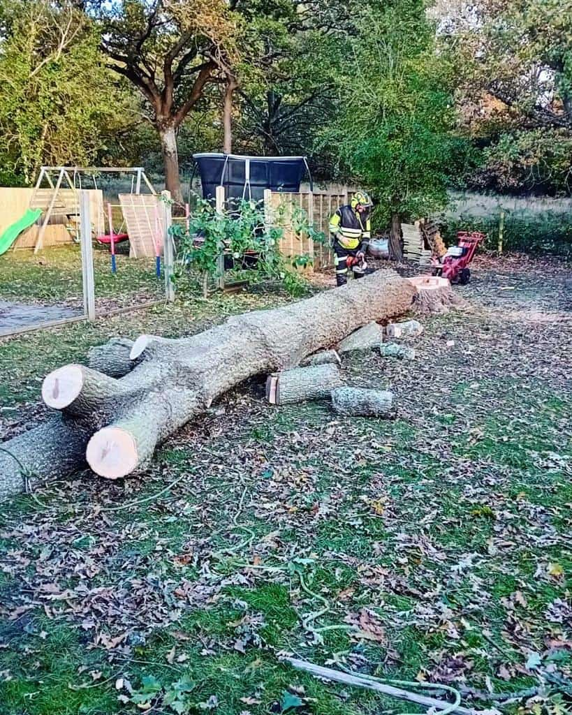 This is a tree laying on the ground of a garden that has just been felled by the operatives from LM Tree Surgery Haslemere