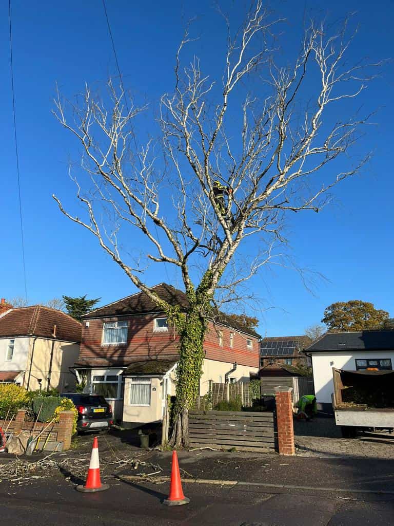 This is a photo of a tree on the pavement that is having limbs removed which are near to power lines. Works undertaken by LM Tree Surgery Haslemere